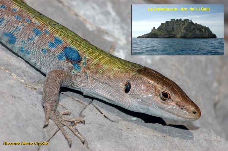 Podarcis sicula 